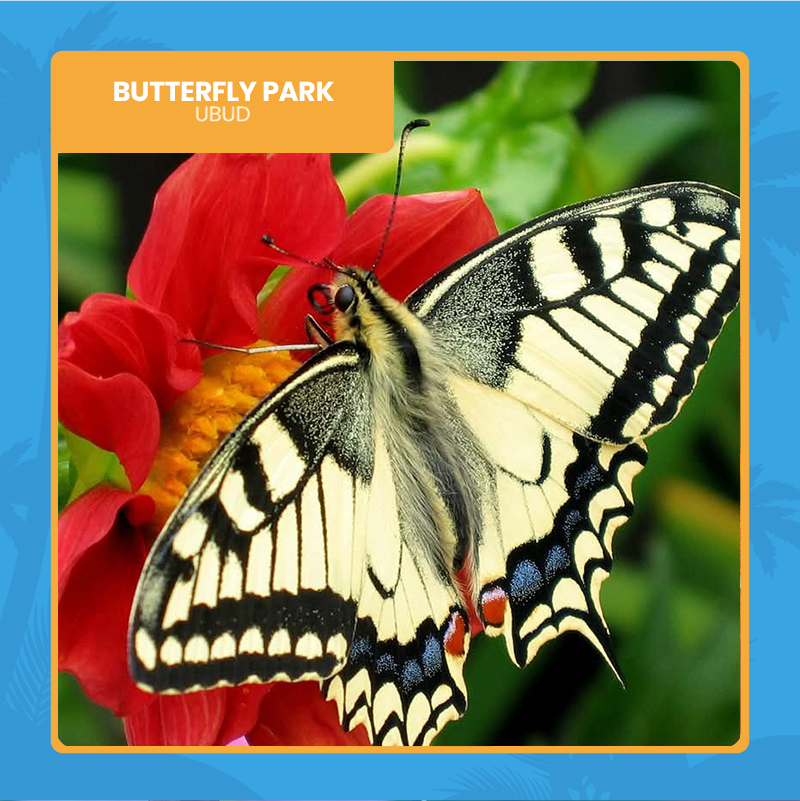 Butterfly-part